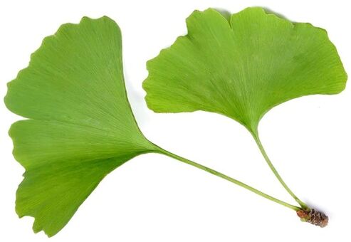 Insunol contains ginkgo biloba